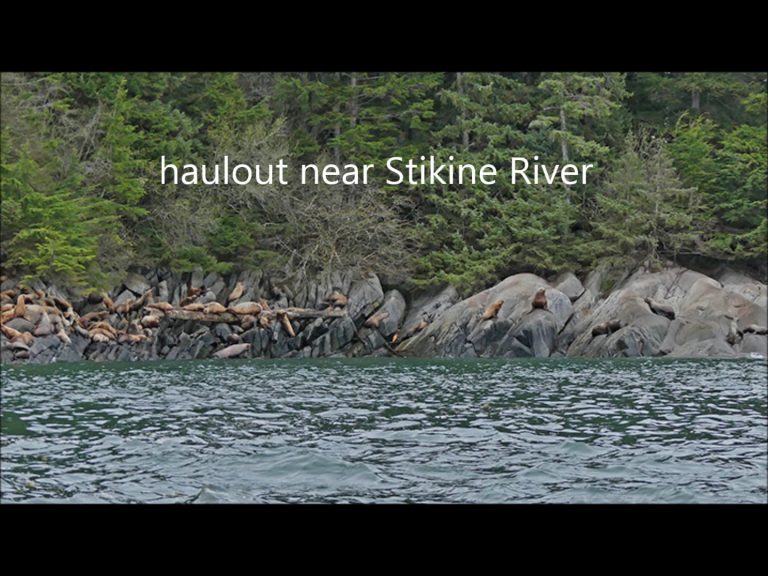 Steller’s Sea Lions
