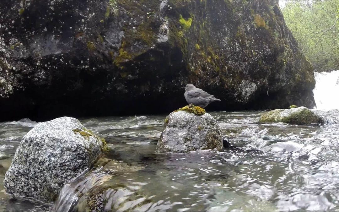 American Dipper Nest
