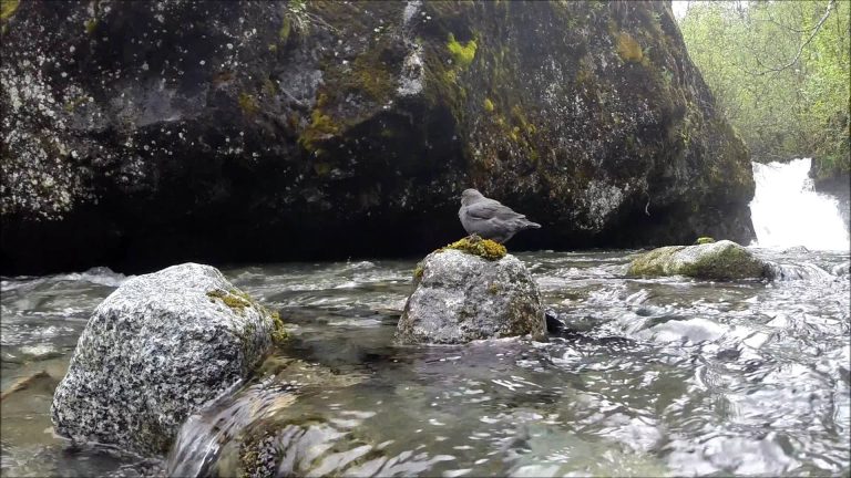 American Dipper Nest
