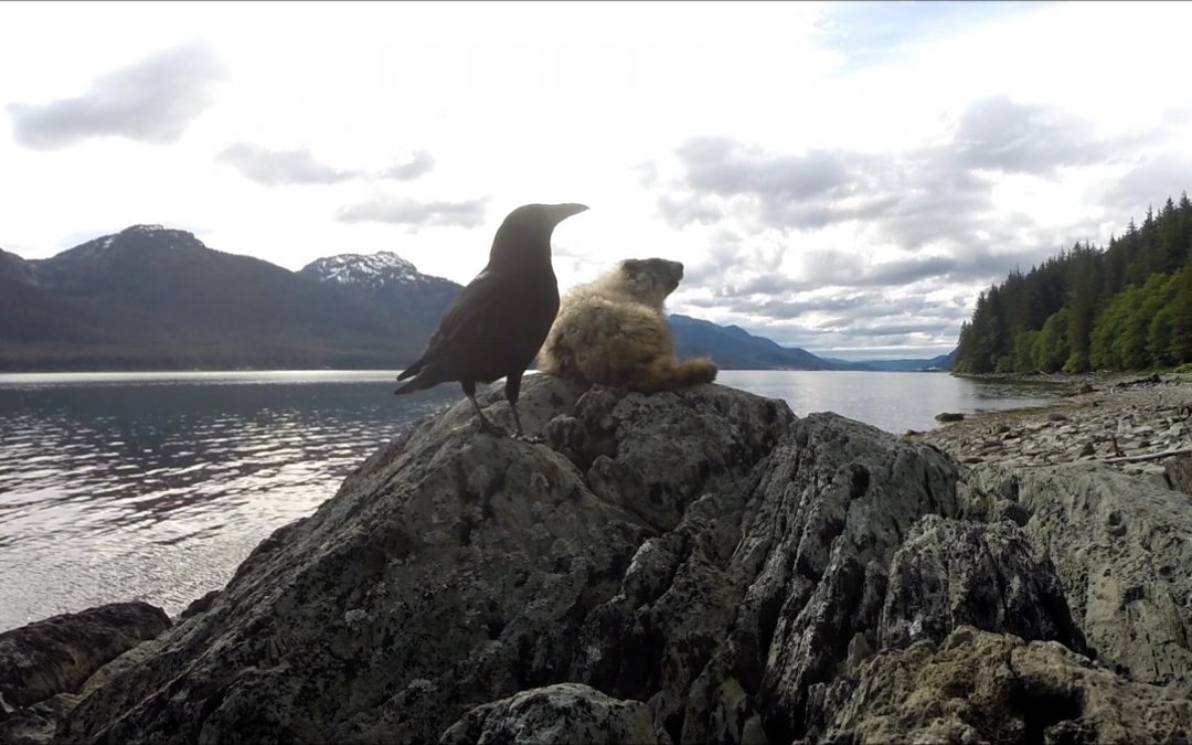 Marmot and Crow Interacting