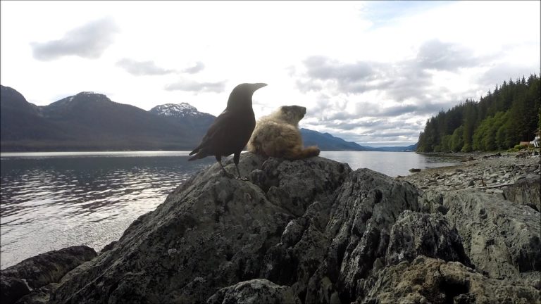 Marmot and Crow Interacting