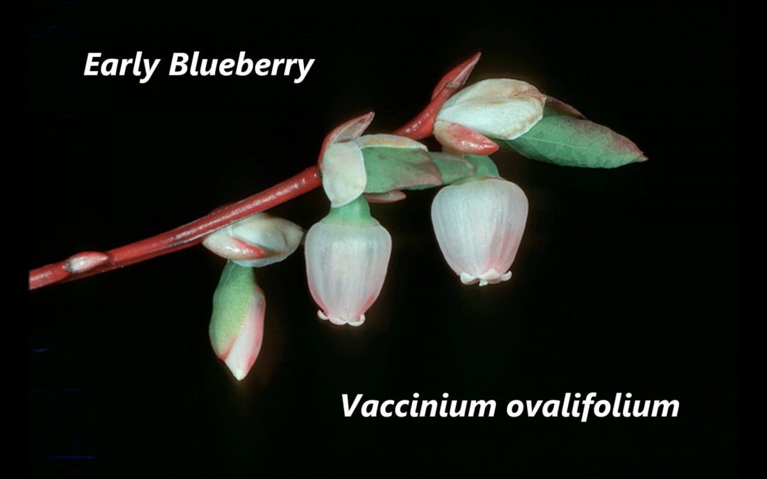 Early Blueberry