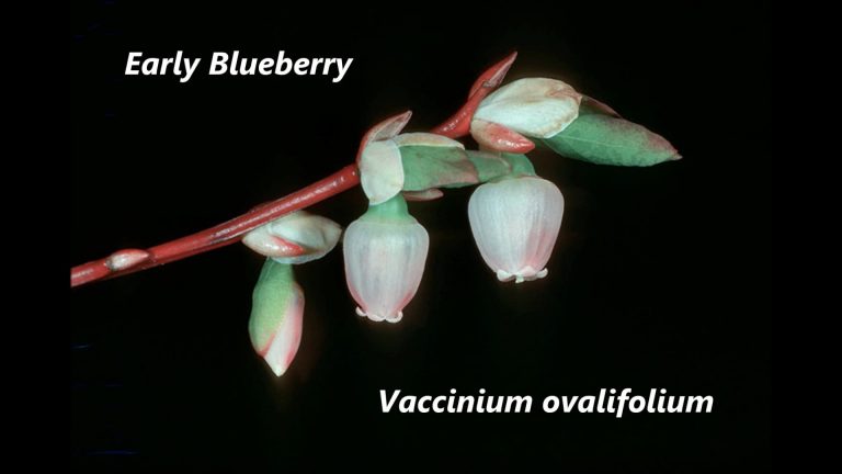 Early Blueberry
