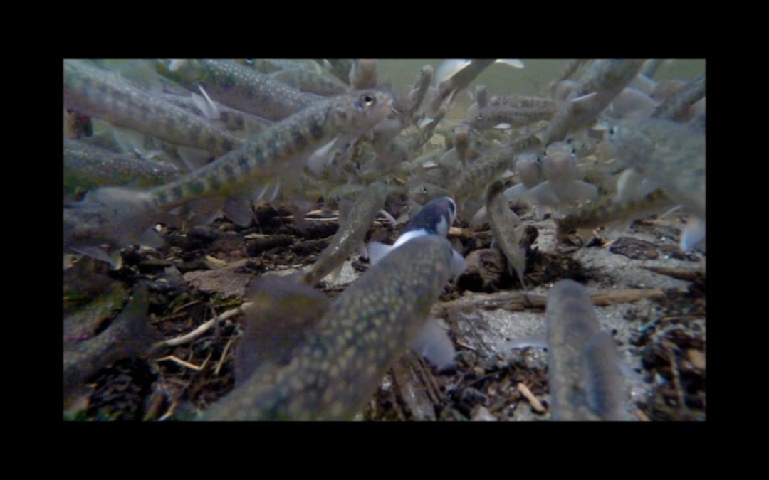 Leucistic Steller’s Jay and Dolly Varden