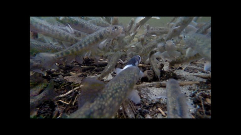 Leucistic Steller’s Jay and Dolly Varden