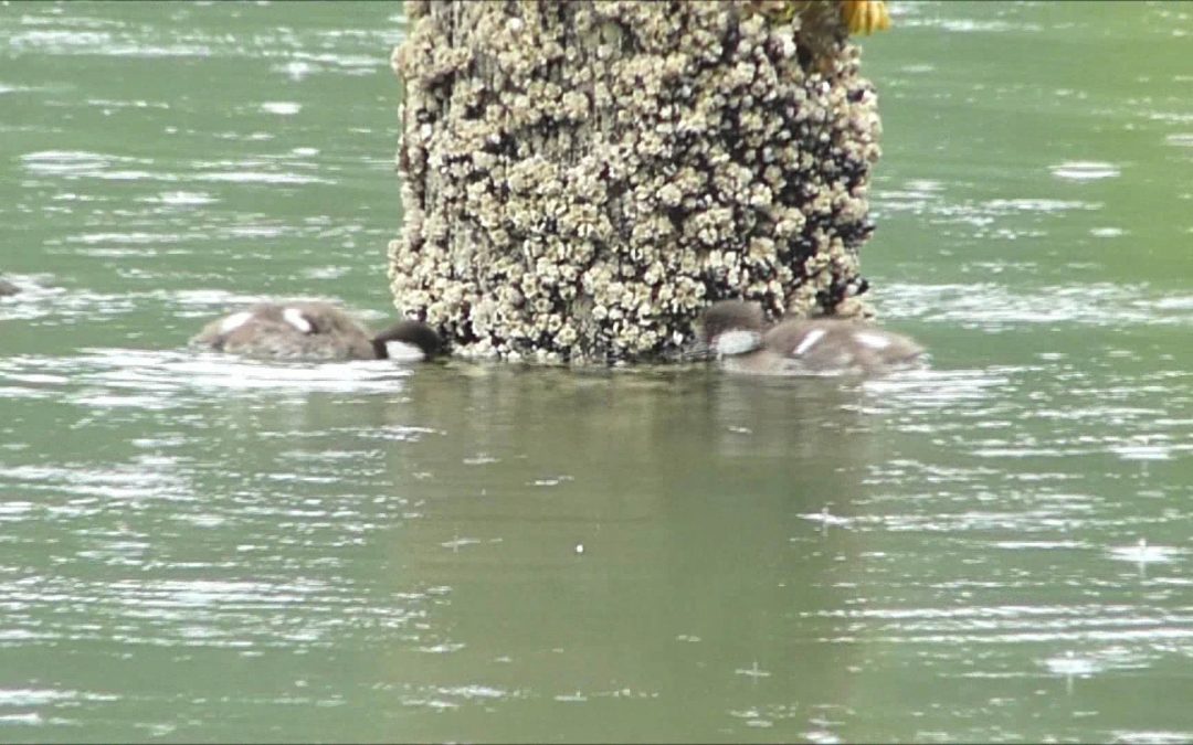 Common Goldeneye with Chicks