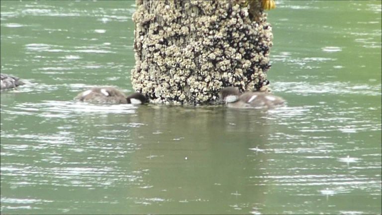 Common Goldeneye with Chicks