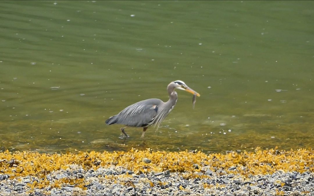 Great Blue Heron Feeding on Gunnels