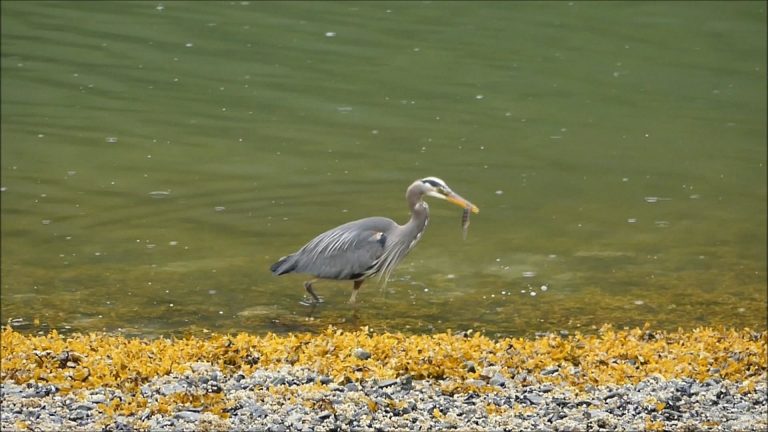 Great Blue Heron Feeding on Gunnels