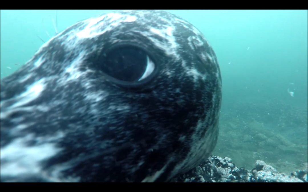 Seals A-Hunting