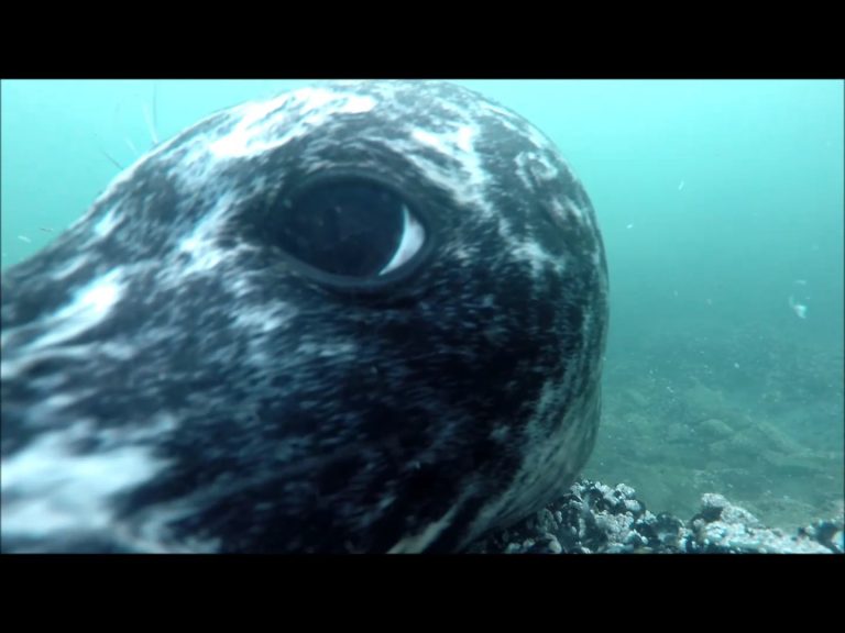 Seals A-Hunting
