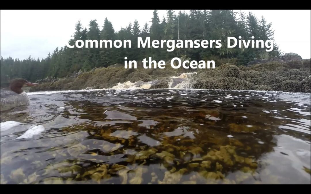 Common Mergansers Diving in the Ocean
