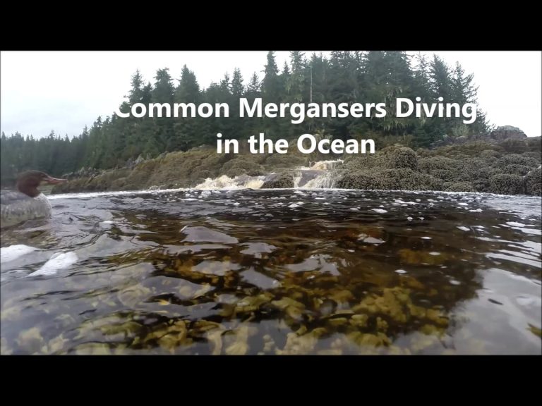 Common Mergansers Diving in the Ocean