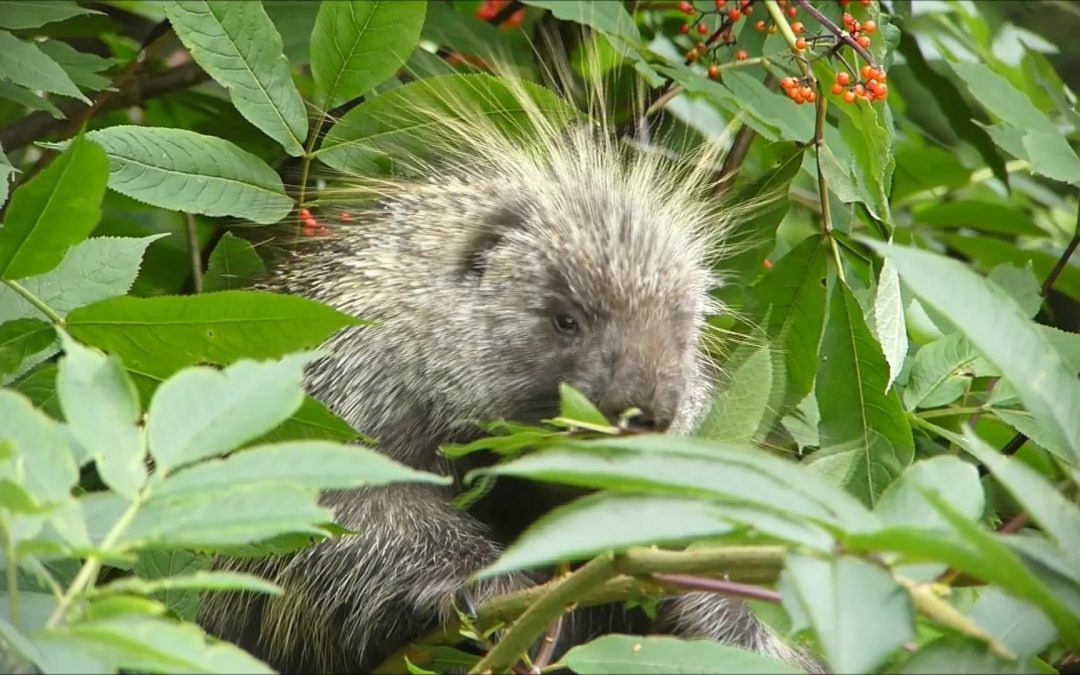 Porcupine Eating Elderberry Leaves