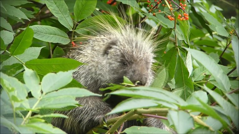 Porcupine Eating Elderberry Leaves