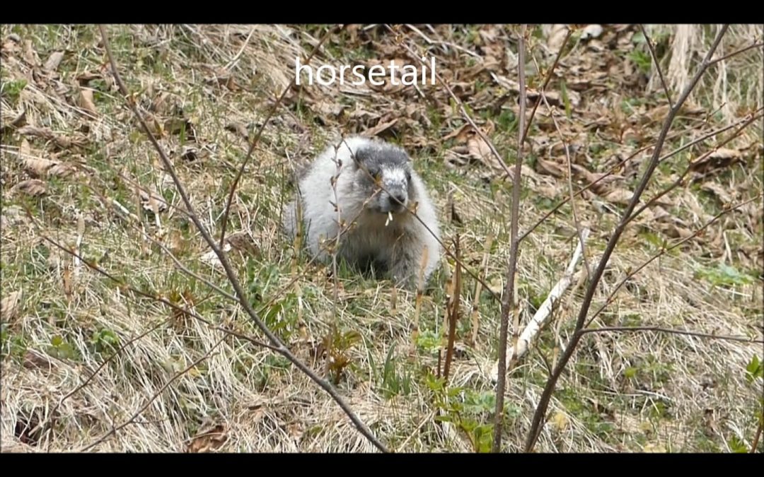 Beach Marmots Eat