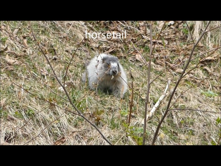 Beach Marmots Eat