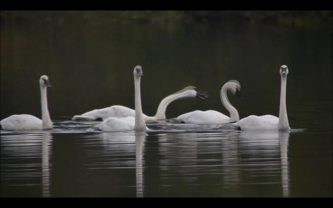 Trumpeter Swans Talking and Flying