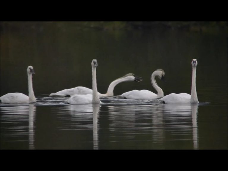 Trumpeter Swans Talking and Flying