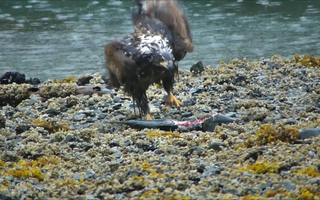 Bald Eagles and Crows feeding on a Salmon Carcass