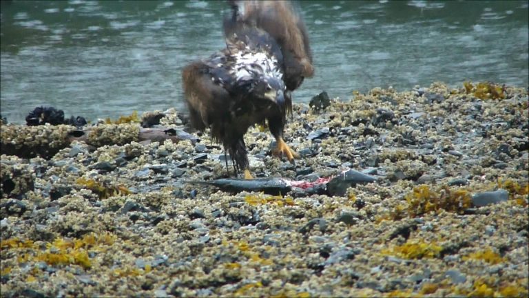 Bald Eagles and Crows feeding on a Salmon Carcass