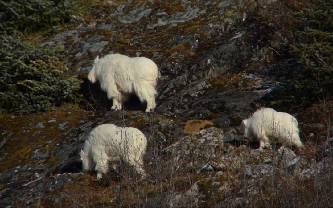 Goats at Nugget Falls on February 9, 2017