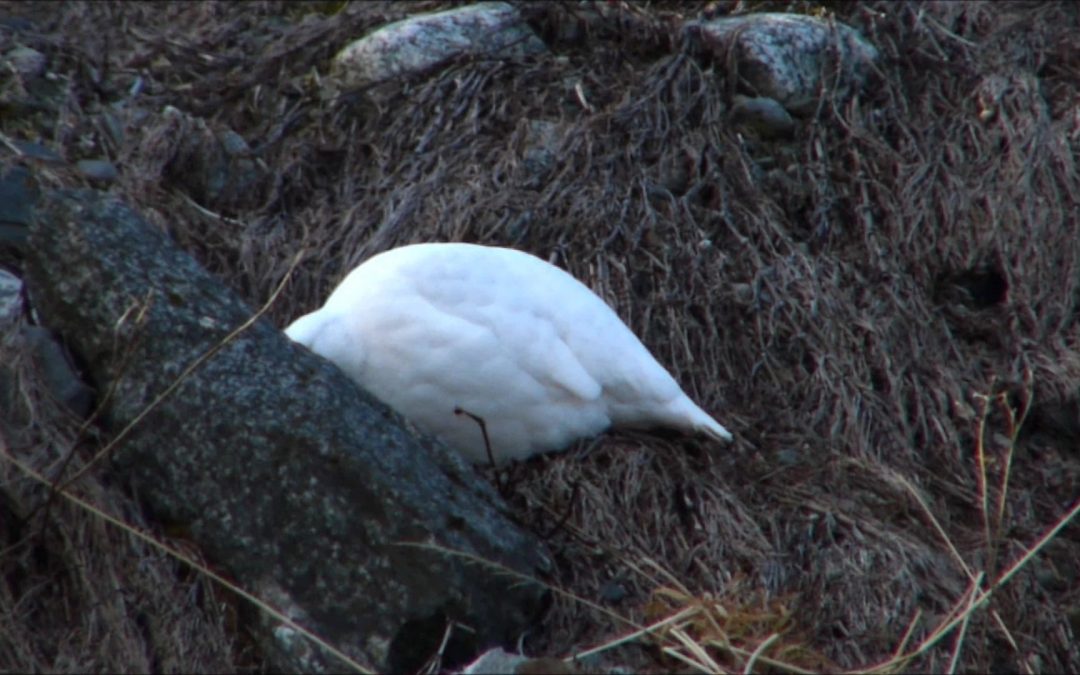 White-tailed Ptarmigan and Ancient Log