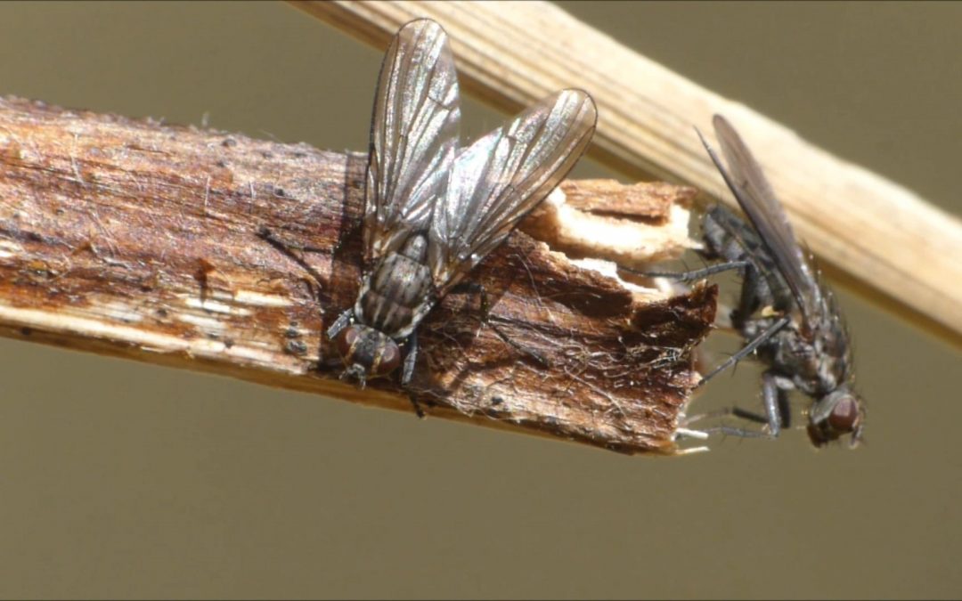 Shore Flies Courting