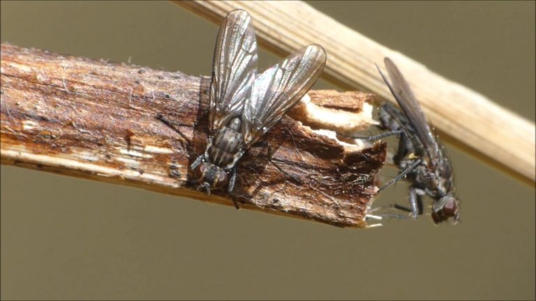 Shore Flies Courting