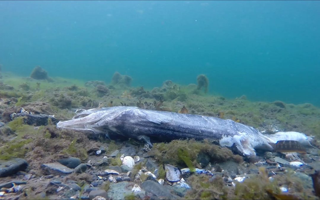 A Salmon Carcass in Saltwater