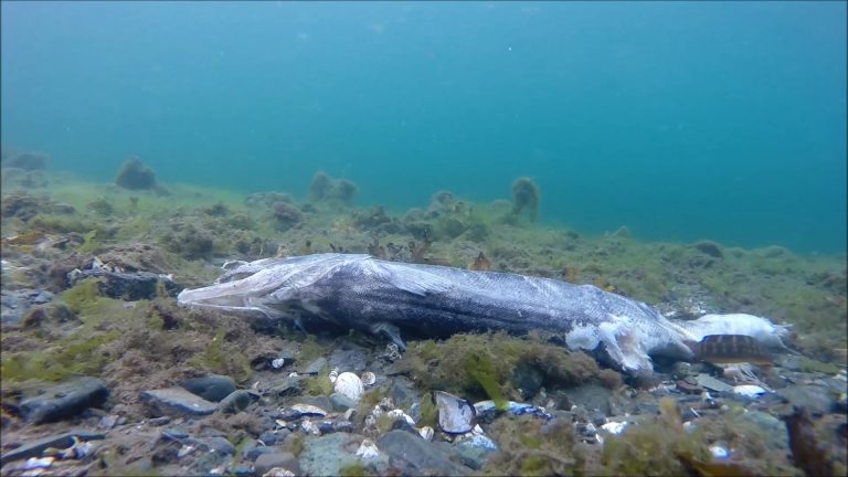 A Salmon Carcass in Saltwater