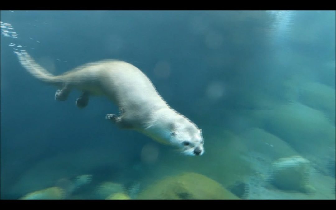 River Otter Underwater