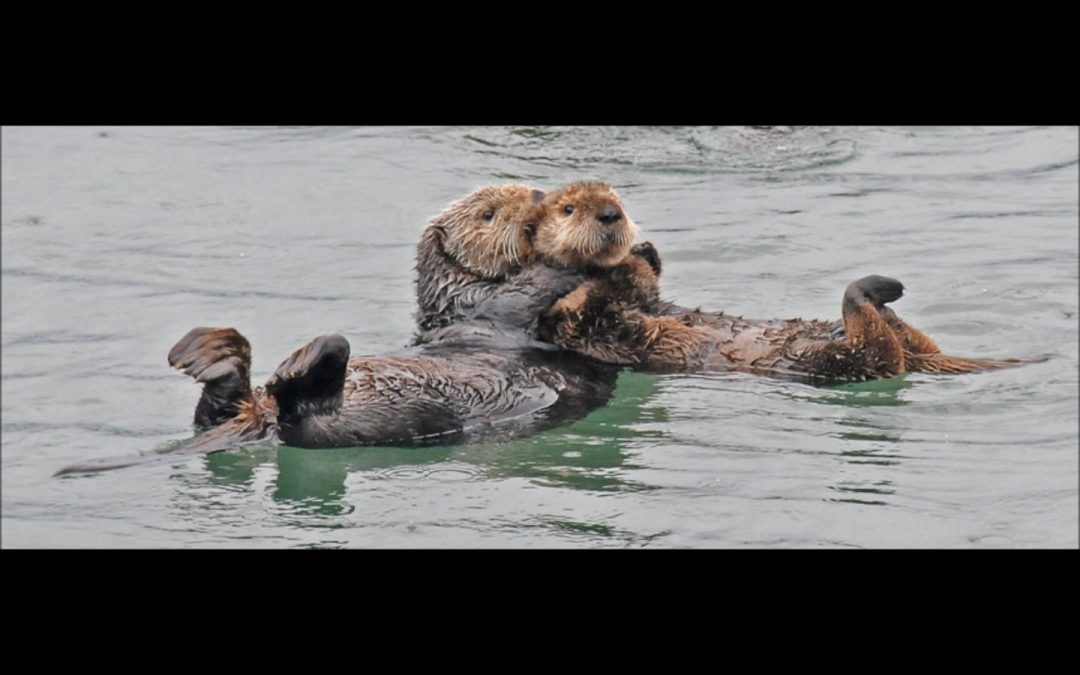 Sea Otters in Alaska