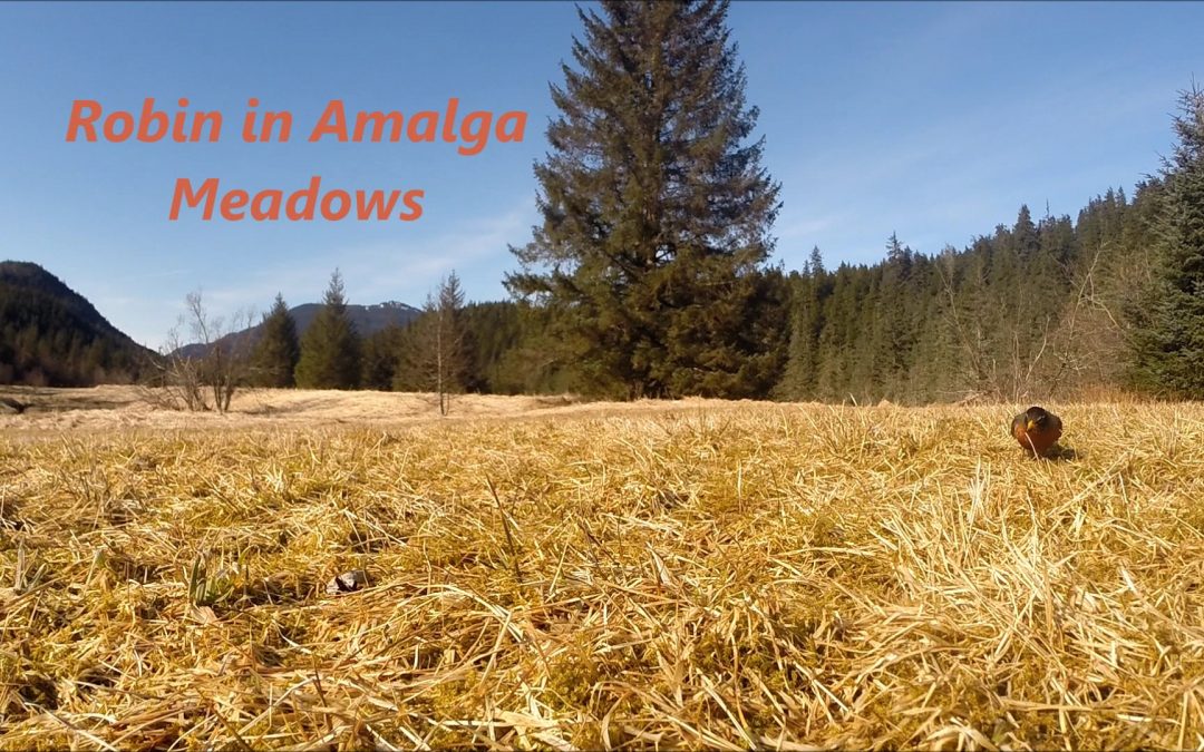 Robin at Amalga Meadows