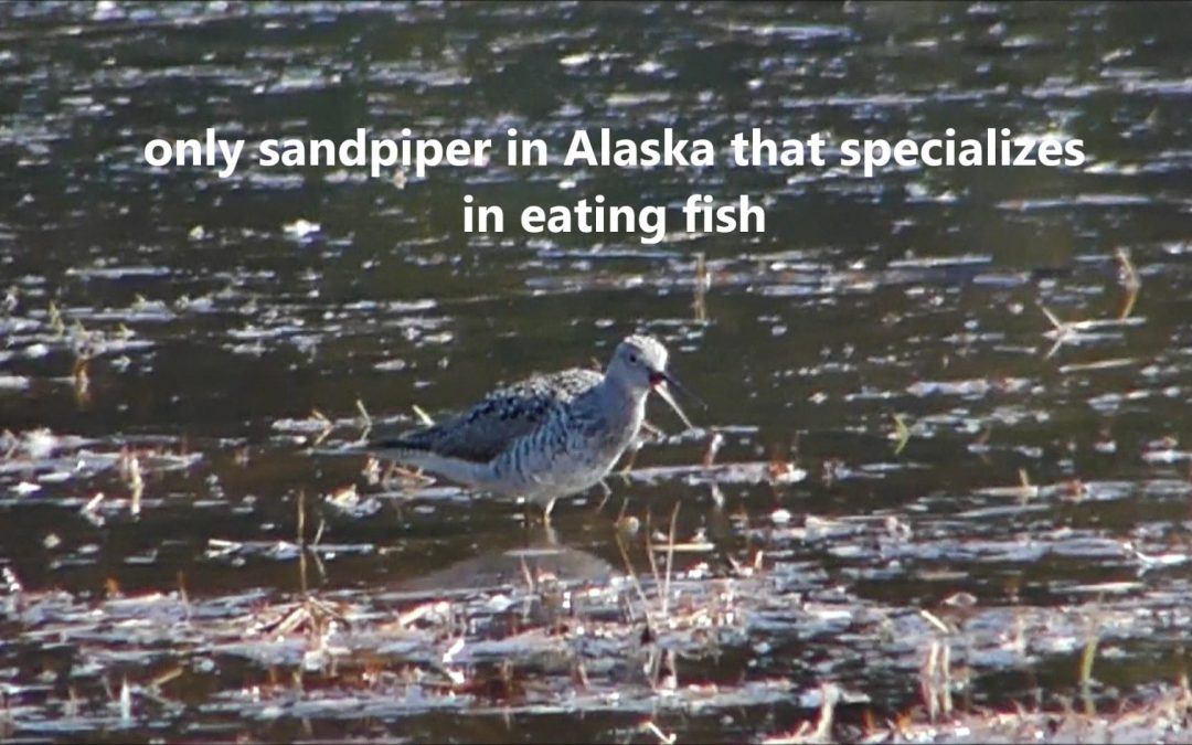 Greater Yellowlegs