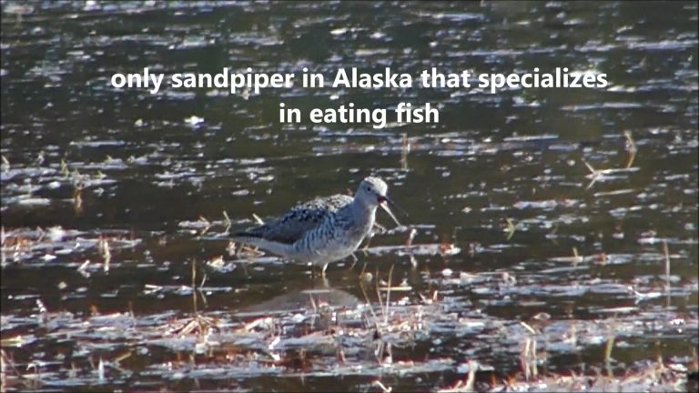 Greater Yellowlegs