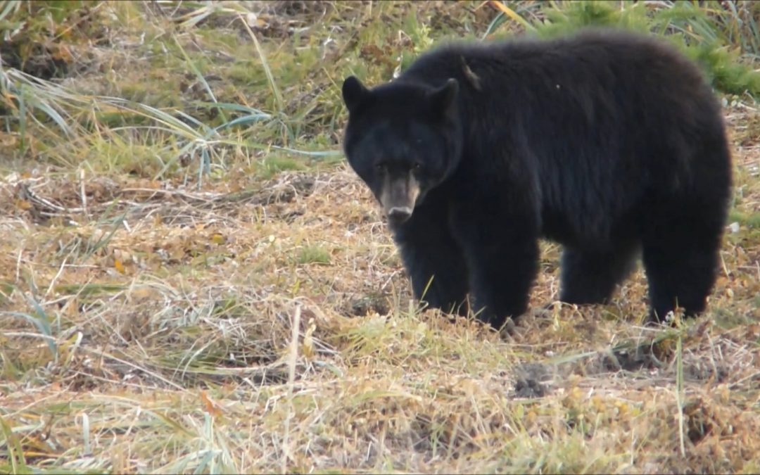 Black Bear Eats Roots