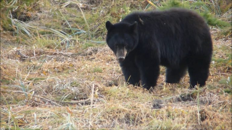 Black Bear Eats Roots
