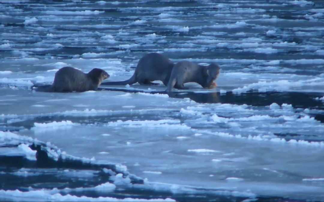 River Otters Crab Hunting