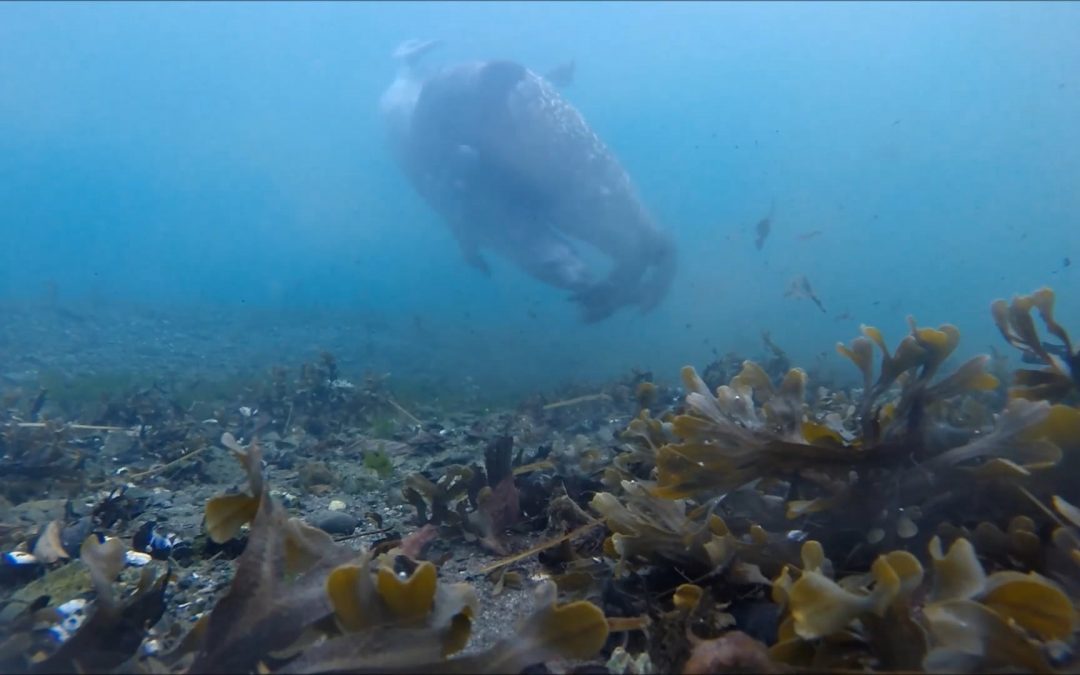 Harbor Seals Underwater with Sound