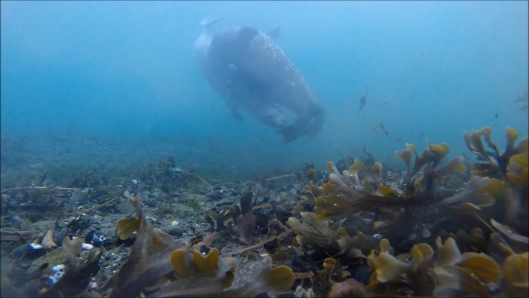 Harbor Seals Underwater with Sound