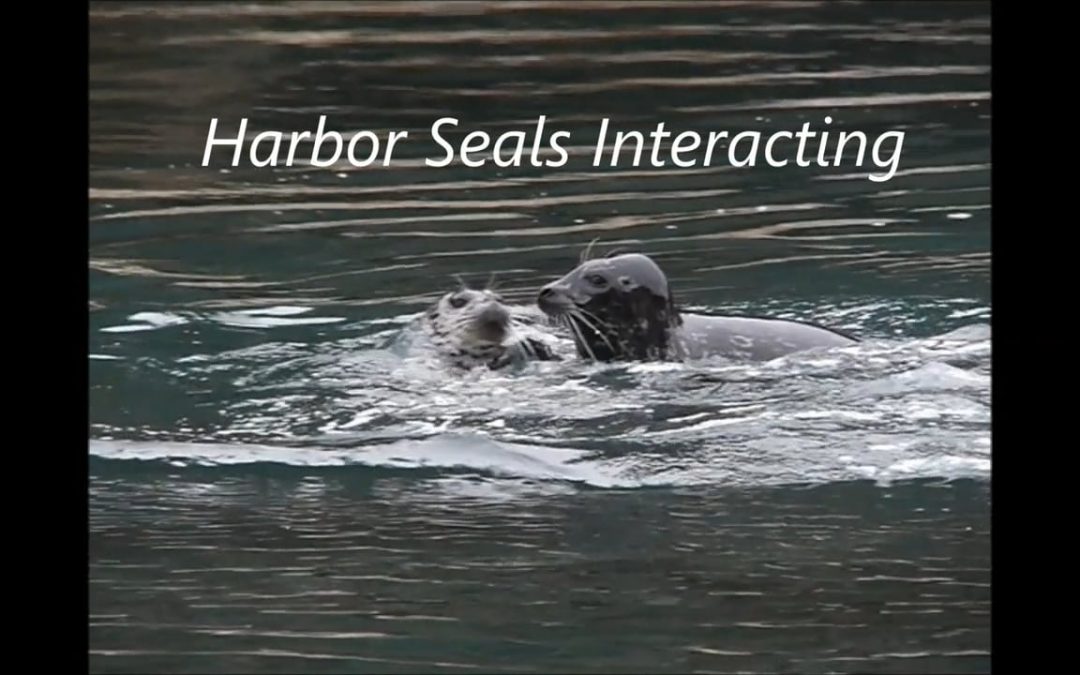 Harbor Seals Interacting
