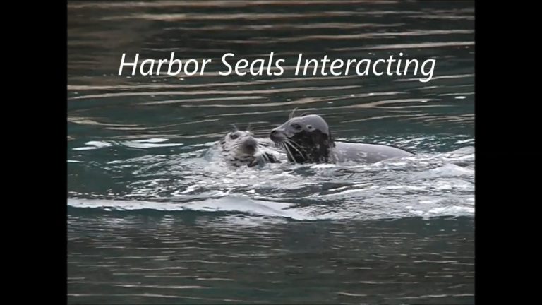 Harbor Seals Interacting