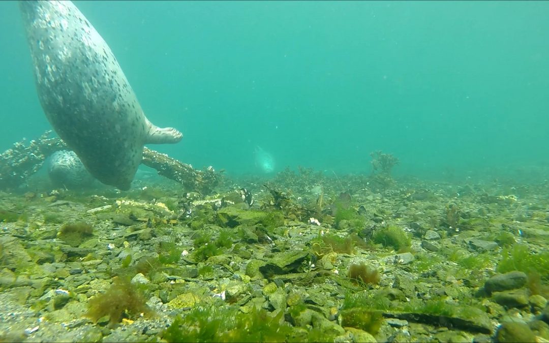 Harbor Seals Enjoying an Underwater Log