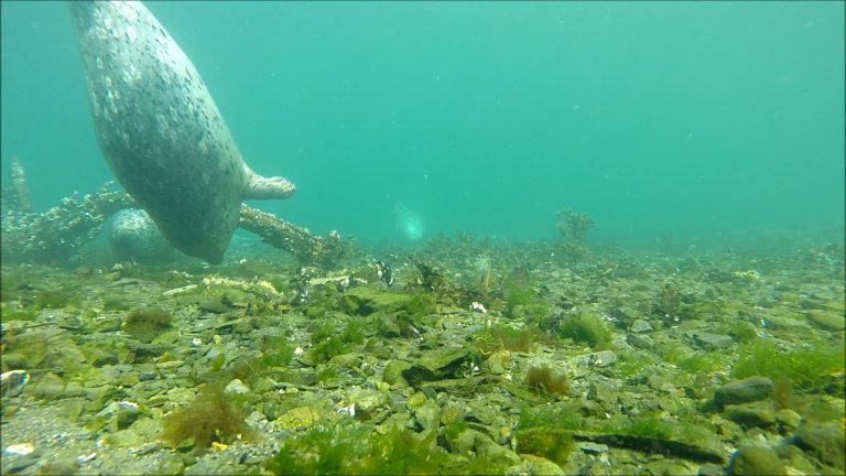 Harbor Seals Enjoying an Underwater Log