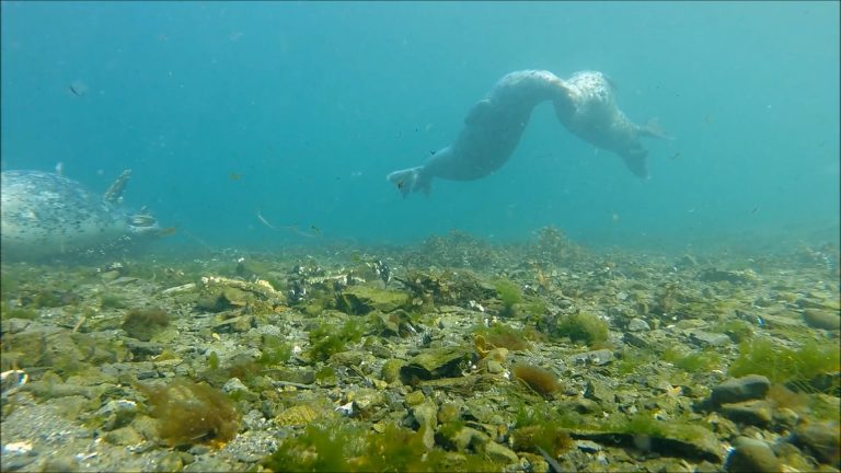 Harbor Seal Behavior