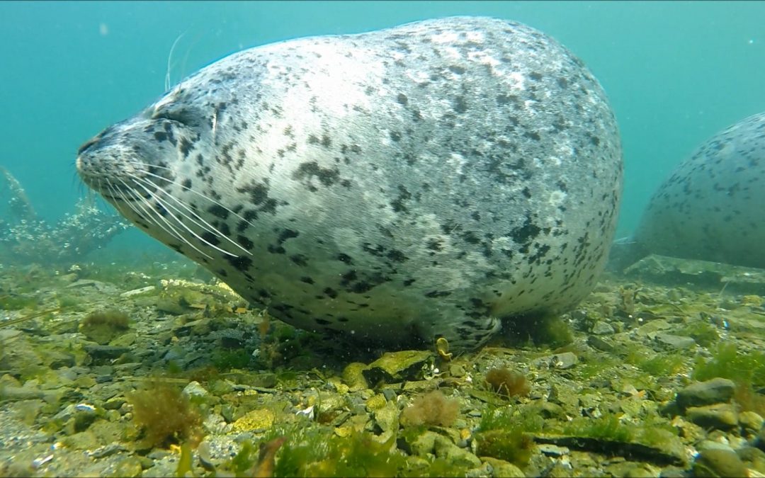 Harbor Seal taking a Snooze