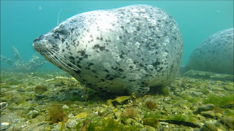 Harbor Seal taking a Snooze