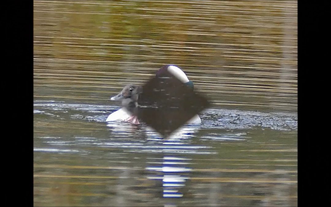 Buffleheads