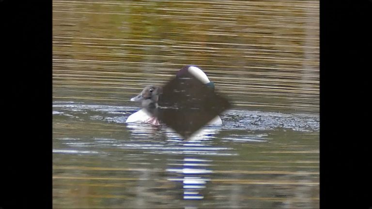 Buffleheads